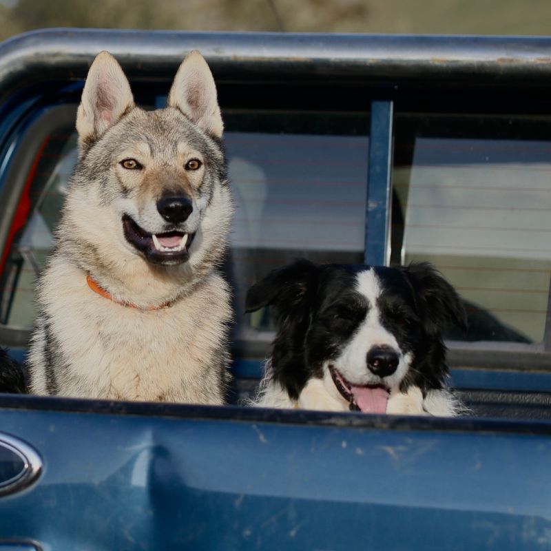 Dos perros en un auto