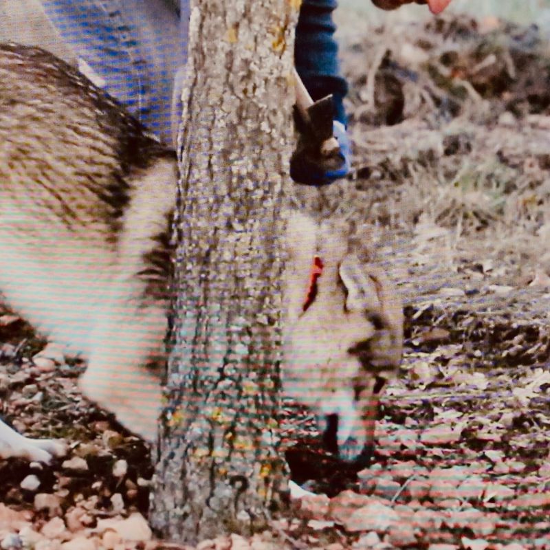 Lobo escavando junto a árbol
