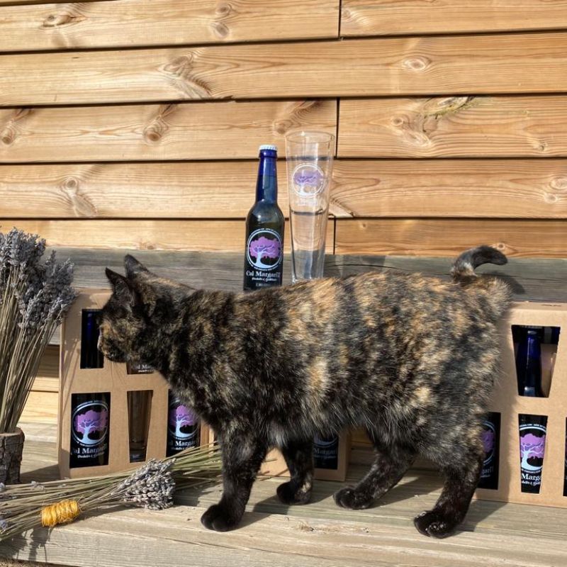 Gato junto a botellas de bebida