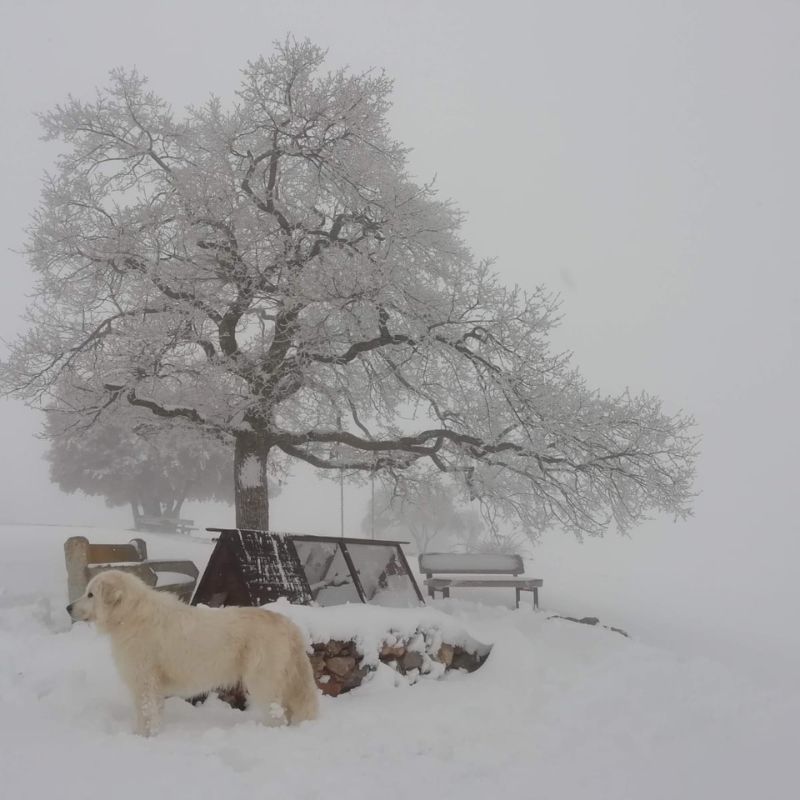 Perro junto a un árbol nevado
