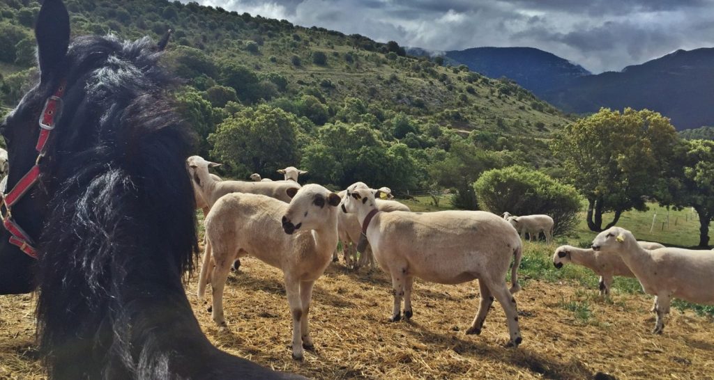 Caballo y ovejas en campo
