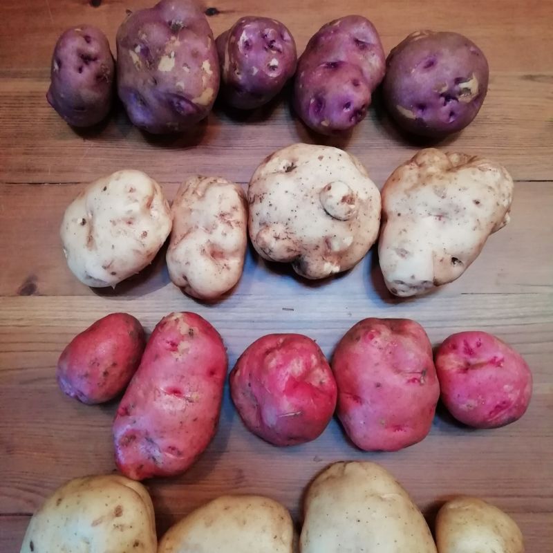 Varias papas de colores diferentes