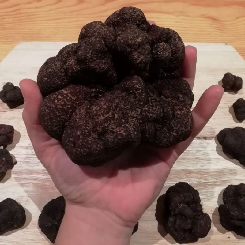 Hongo negro en la mano