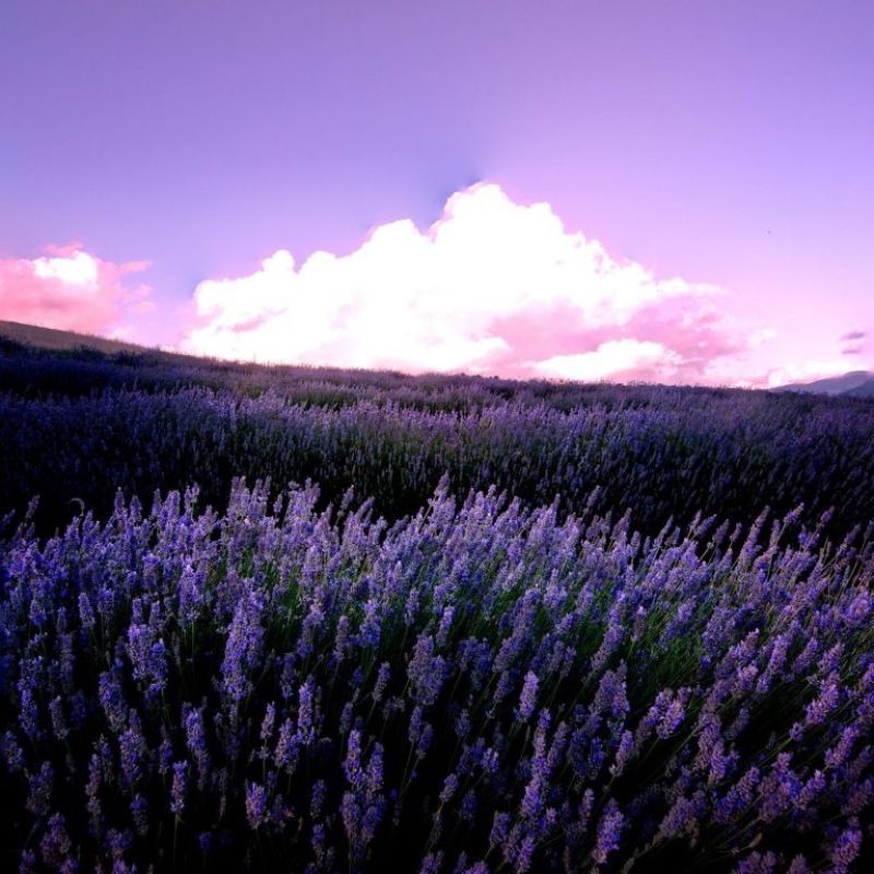 Campos de lavanda morada