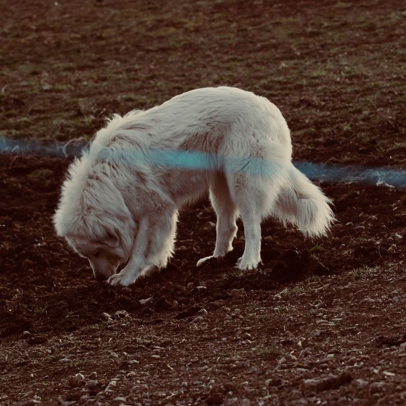 Perro blanco olfateando la tierra